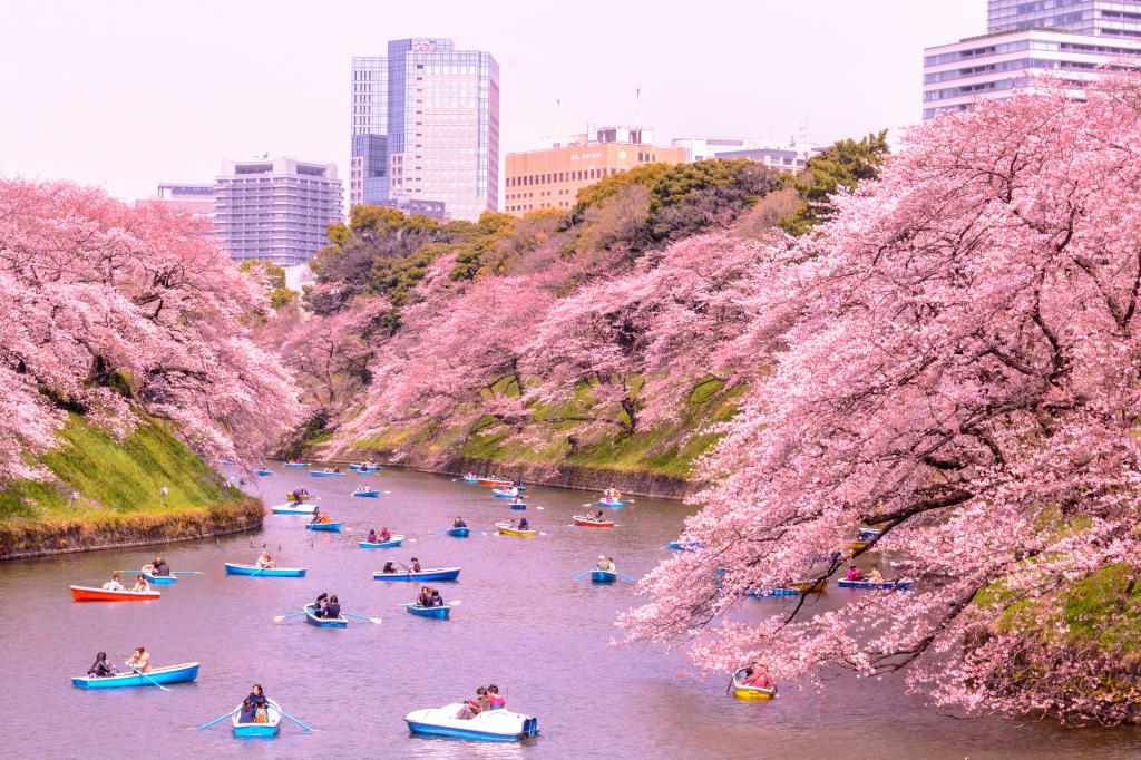 Chidorigafuchi: Keindahan Sejarah dan Alam di Tengah Tokyo