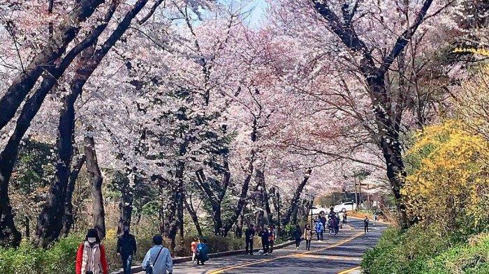 Taman Namsan: Oasis Hijau di Tengah Kota Seoul