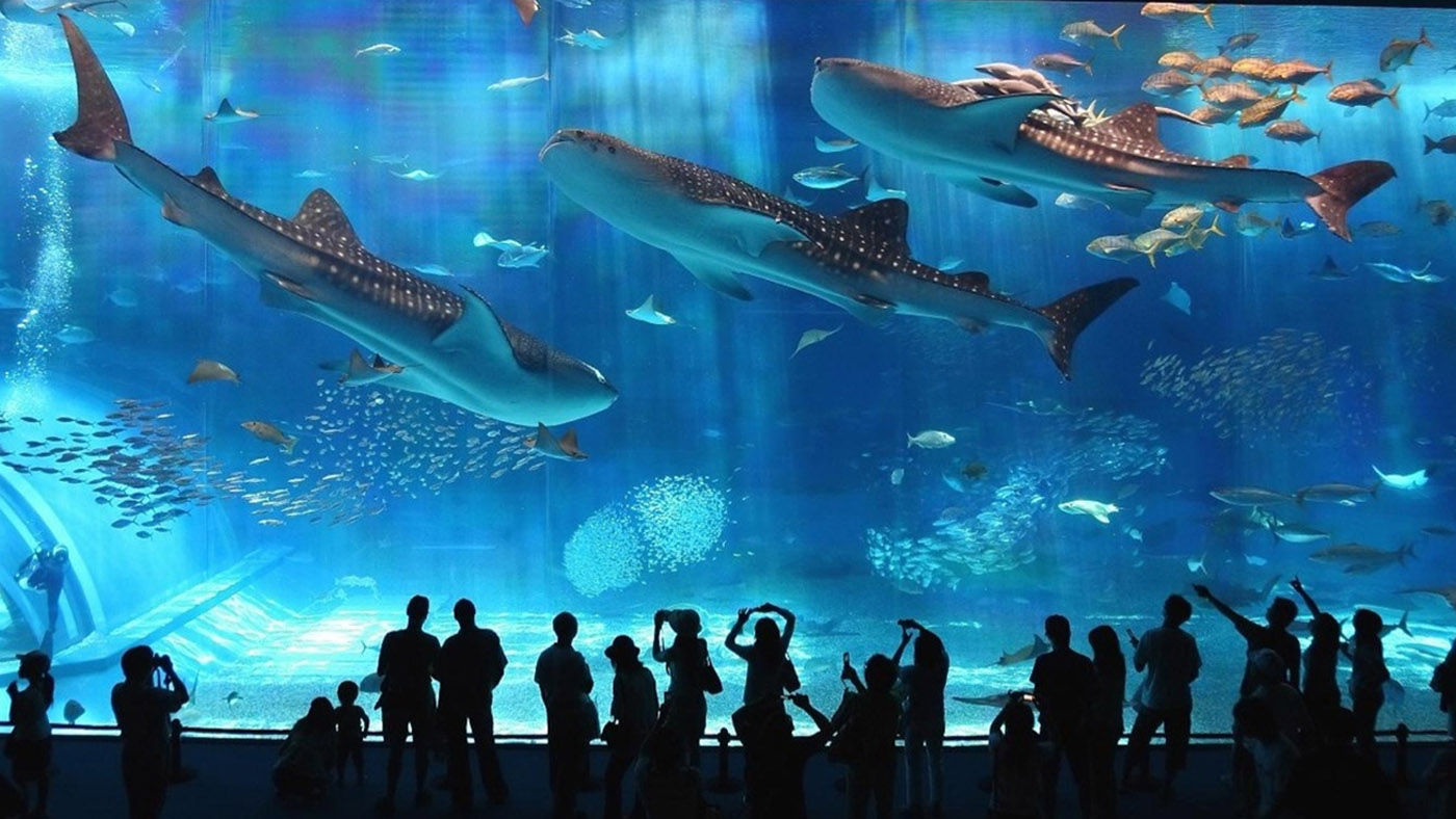 Coex Aquarium: Destinasi Akuarium Terbesar di Seoul