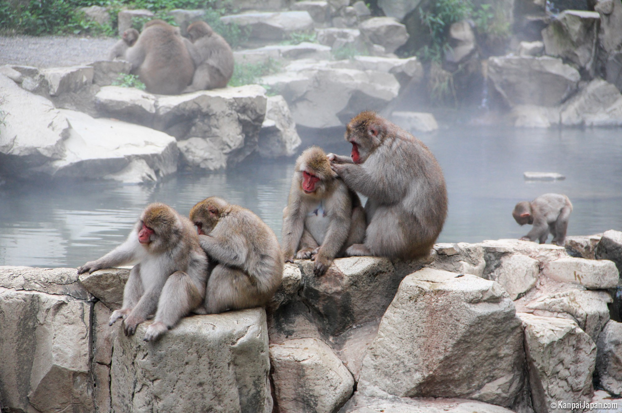 Jigokudani Monkey Park: Keajaiban Monyet Salju di Jepang